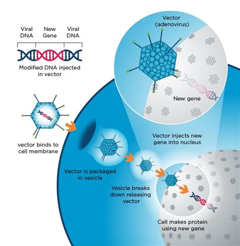 viral vector production cells